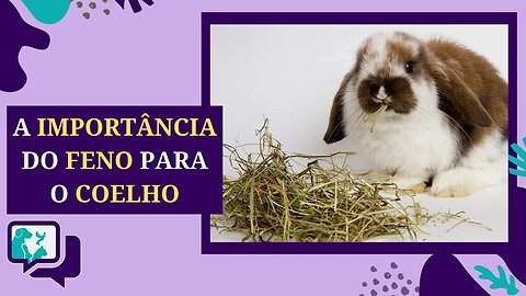 Feno para coelhos. Por que feno é um alimento tão importante na dieta desses pets?