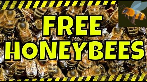 Beekeeping for Beginners | Bee Swarms #beekeeping #bees