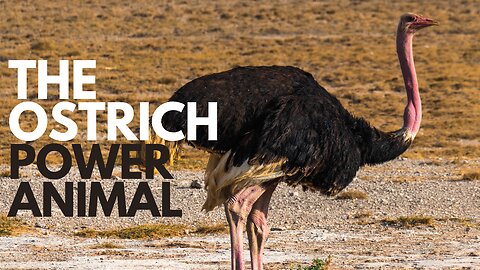 The Ostrich Power Animal
