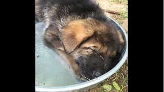 Exhausted puppy falls asleep in water bowl