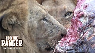 Lions Eat A Cape Buffalo | African Safari Sighting