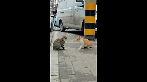 Cat fight