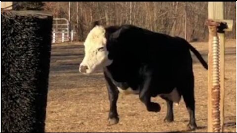 Cow Goes CRAZY for Giant Brush