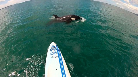 Paddle Boarder Gets Surprise Visit From Killer Whales