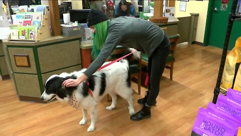 HAWS offers 'fur therapy' sessions for members of Waukesha community