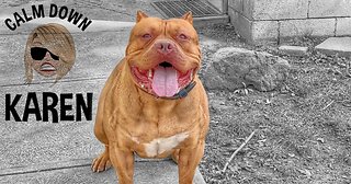 XXL AMERICAN BULLY TRAINED BY LITTLE GIRL