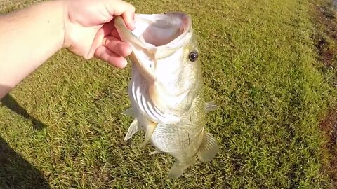 Pond Hopping For Largemouth Bass