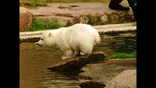 Polar Bear Play time