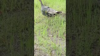 Little baby turkeys