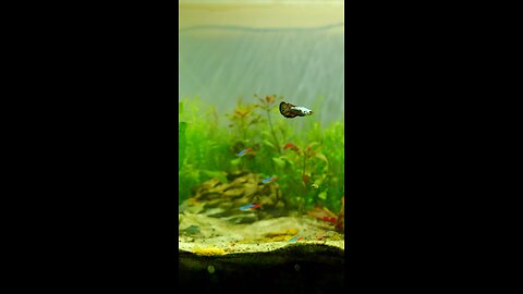 Beta Fish Planted Tank