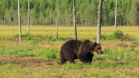 Brown bear (Ursus arctos) in wild nature is a bear that is found across much of northern Eurasia and