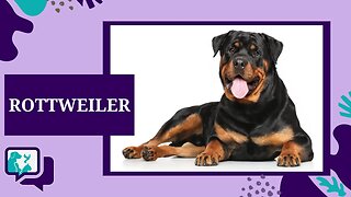 ROTTWEILER: TUDO SOBRE A RAÇA