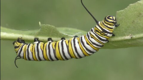 Caterpillar Insects Danaus It Imitates Gilippus Butterfly