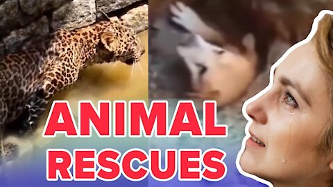 Animal Rescues That Will Make You Tear Up