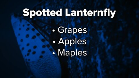 Spotted Lanternfly affecting local farms