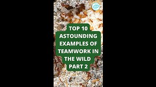Top 10 Astounding Examples of Teamwork in the Wild Part 2