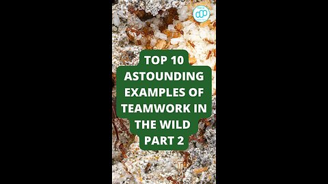 Top 10 Astounding Examples of Teamwork in the Wild Part 2