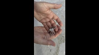 Marco Island Hurricane Idalia Update 5 #Idalia #Turtle #HorseConch #TrueTulip #RoseMurex #Octopus