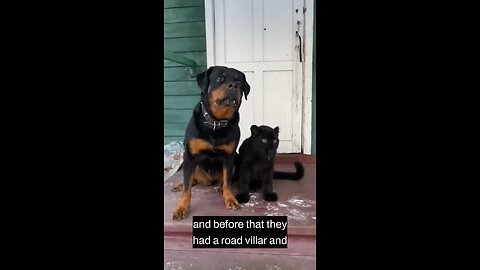 This is a story about a Rottweiler and a Panther | #funny #dog # panther #rottweiler