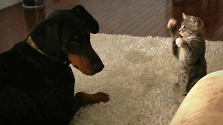 Cute Ninja Kitten Shows Doberman Pal Who’s The Boss