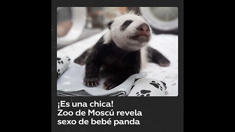 Cachorro de panda nacido en el zoo de Moscú es un hembra