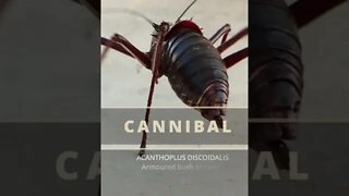 CANNIBAL