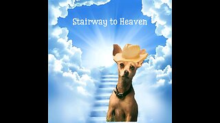 All Dogs Go to Heaven