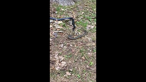 SNAKE EATS SNAKE