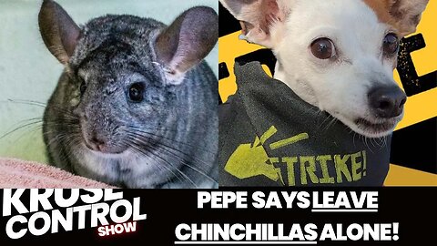 Pepe tells Brian to Leave the Chinchilla's ALONE!!