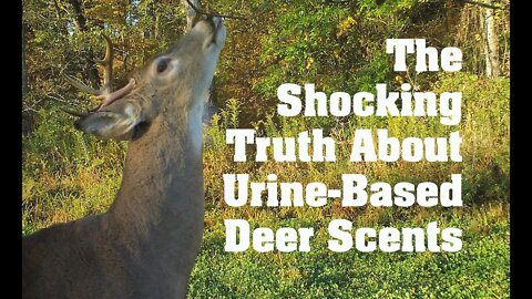 The Truth About CWD and Urine-Based Deer Scents
