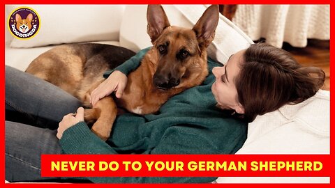 5 Things You Must Never Do to Your German Shepherd - DogDingDa
