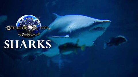 Sharks of the World Videos With Theme Music Shark (Jaws) | Nº 08 | 2021
