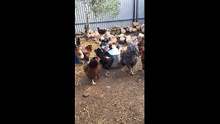 Chickens