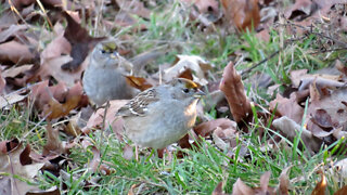 Golden-crowned Sparrows