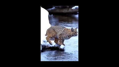 Tiger Pub Jump | Viral Animals Video Clip | Funny Animals YouTube #Shorts