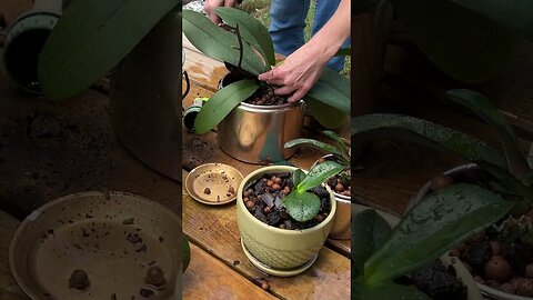 Repurposing kitchen canisters as planters #farmlife #gardening #orchids