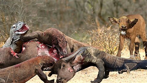 Tragedy ! Mother Buffalo Sacrifices Herself Save Calves From The Cold Blooded Predator Komodo Dragon