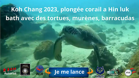 Koh Chang 2023, plongée corail a Hin luk bath avec des tortues, murènes, barracudas et bien d’autres