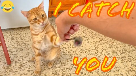 Cat Plays With Toy Mouse [Catches My Arm] 😂