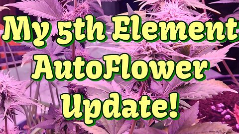 5th Element AutoFlower Update!