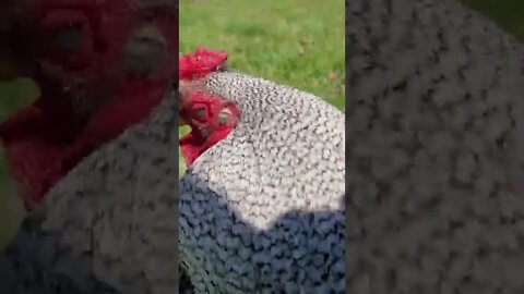 Rooster likes to say good morning to his human