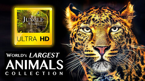 World's Largest Animals Collection in ULTRA HD - Wild Life in Jungle