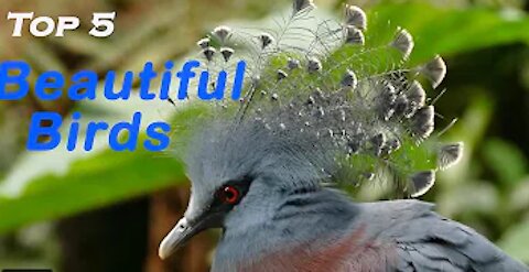 5 Most Beautiful Birds in the world