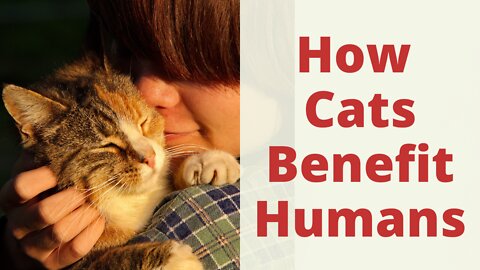 How Cats Benefit Humans And Why Cats Are So Important. Cats Benefits for Human Health.
