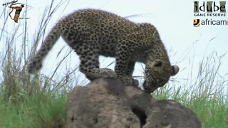 Leopard And Cub - Life Outside The Bushcamp - 7: Playing On a Termite Mound