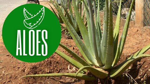 Aloes - dlaczego warto jeść jego miąższ?⏐Dobroczynne wartości⏐Łatwy sposób obierania🌱