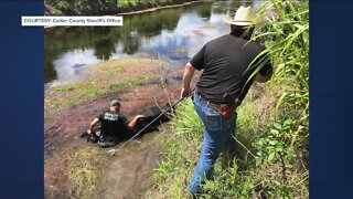 Collier County deputies rescue cow stuck in canal