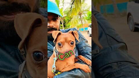 When you have a Miniature Pinscher #shortscreator #doglover #pinscher