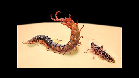 WHAT WILL HAPPEN IF A SCOLOPENDRA SEES A LOCUST_ 【LIVE FEEDING】