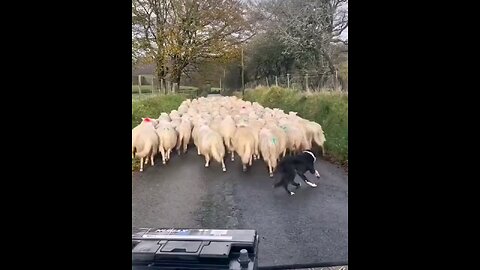 dog protected by sheeps
